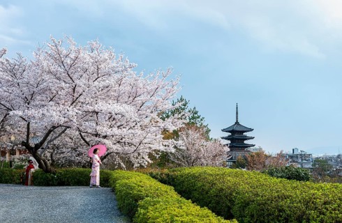Japanese woman wearing kimono with parasols in a park with cherry blossoms, five-story Yasaka