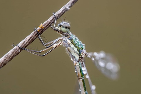 Lestes virens (Lestes virens), Emsland, Lower Saxony, Germany
