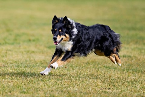 Mixed breed dog between Border Collie and Australian Shepherd jumps across meadow, Switzerland