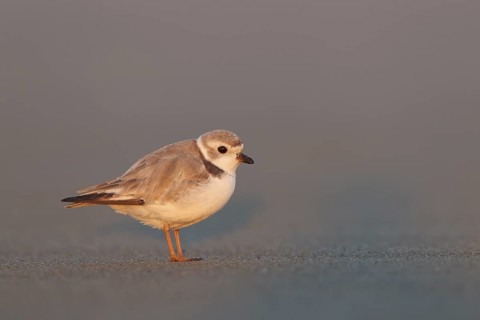 Piping Plover (Charadrius melodus), Massachusetts, USA