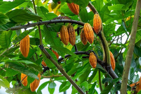 Cocoa fruit on a tree, cocoa (Theobroma cacao), Costa Rica