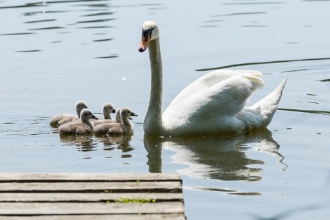 Swan family of the Mute Swan (Cygnus olor) with chicks on the middle pond near Neudorf Klösterlich,