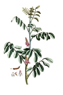 Indigofera tinctoria, indigo plant, digital reproduction of a historical original, between 1790 and