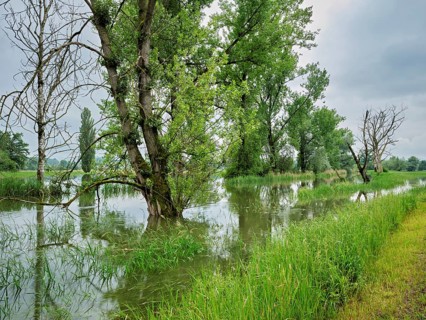 Trees standing in the flooded river Lorze, floodplain landscape, Reussspitz nature reserve,