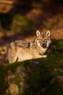 Close-up of a Eurasian wolf (Canis lupus lupus) in a forest in spring, Bavarian Forest National