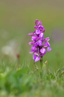 Green-winged orchid (Anacamptis morio), single flower in a meadow, close-up, Hesse, Germany