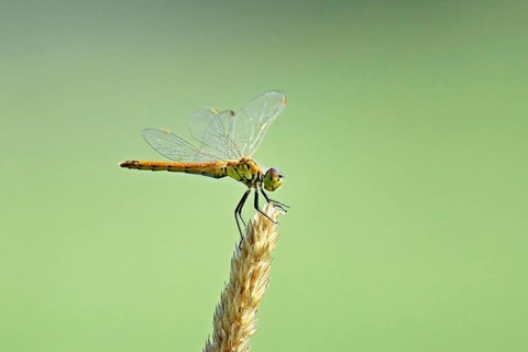 Marsh dragonfly (Sympetrum depressiusculum), female approaching a blade of grass, Switzerland