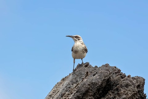 Galápagos mockingbird (Mimus parvulus, syn.: Nesomimus parvulus), Galapagos, Ecuador