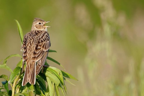 Eurasian Skylark (Alauda arvensis) singing, North Rhine-Westphalia, Germany