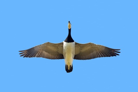 Barnacle goose (Branta leucopsis) in flight against blue sky