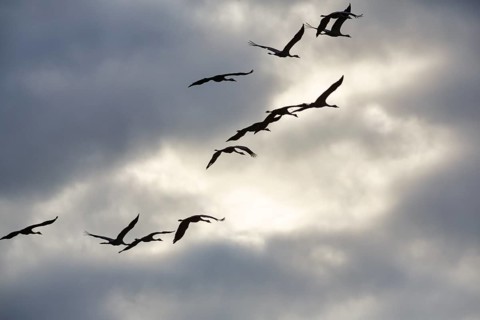 Cranes flying, grey crane (Grus grus), bird migration, silhouettes in the evening sky, Rehdener