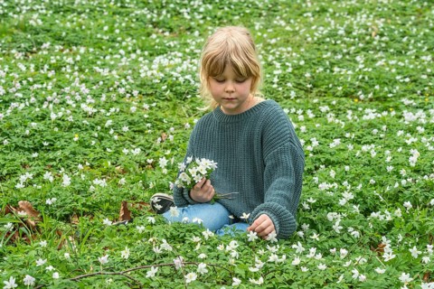 Blond girl, 6 years old, picking wood anemones (Anemone nemorosa) in the spring in Ystad