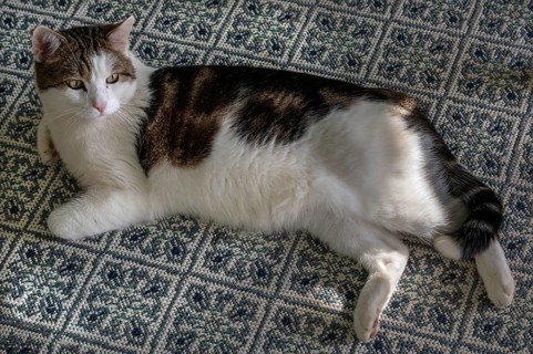 Cat lying on a patterned carpet, Bavaria, Germany