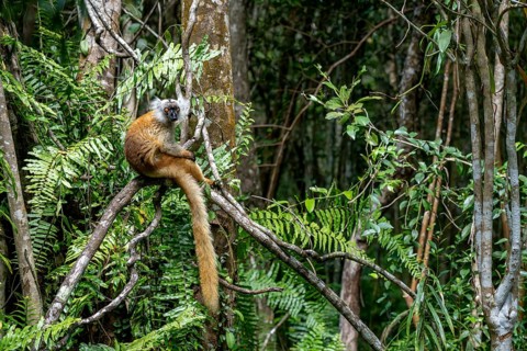 Black lemur (Eulemur macaco), Le Palmarium Reserve, Ambinaninony, Atsinanana, Madagascar