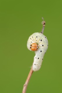 Frosted green (Polyploca ridens), caterpillar, North Rhine-Westphalia, Germany