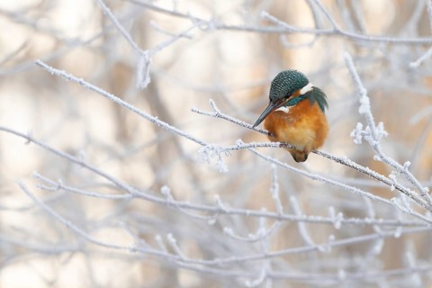 Kingfisher (Alcedo atthis) on its perch, Schlitters, Tyrol, Austria