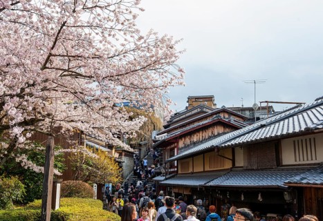Blooming cherry trees, alley in the old town with traditional Japanese houses, Higashiyama, Kyoto,