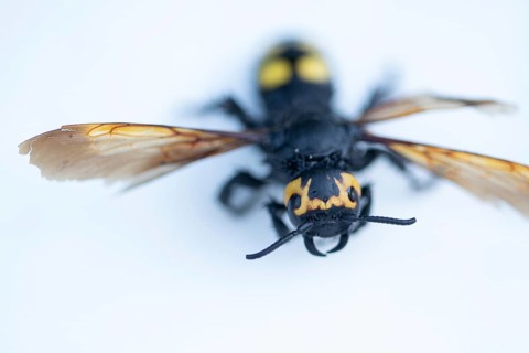 Mammoth wasp, female, Megascolia maculata flavifrons Fabricius, dead insect, France