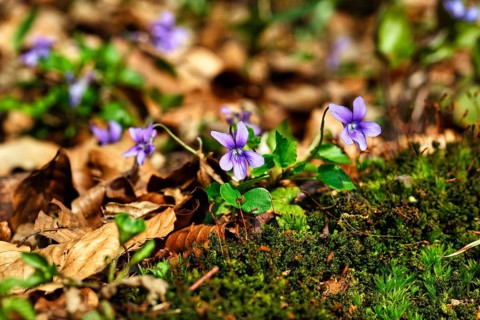 Wood violet (Viola reichenbachiana) among leaves on the forest floor, spring bloomer, Jakobsberg