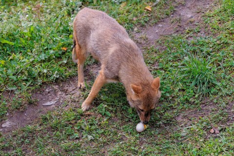 A golden jackal (Canis aureus) eats a hen's egg in a green meadow