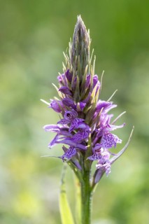 Southern marsh orchid (Dactylorhiza praetermissa), Emsland, Lower Saxony, Germany