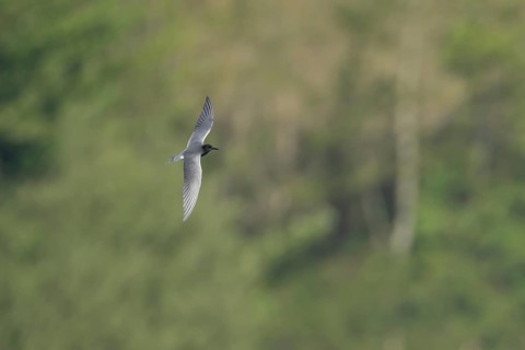 Black tern (Chlidonias niger) adult bird flying, Suffolk, England, United Kingdom