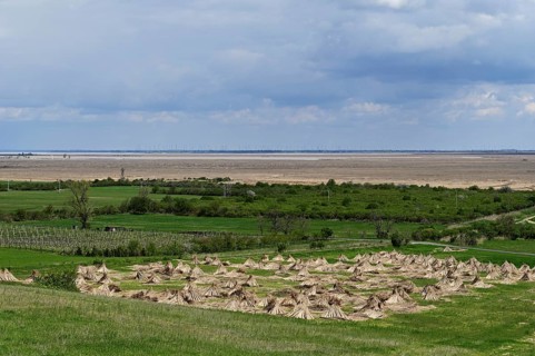 Reeds (poales) set out to dry, Fertorákos, Lake Neusiedl National Park, Hungary