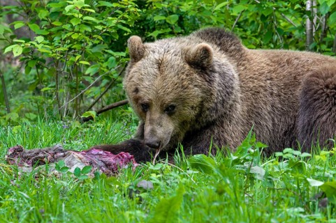 European brown bear (Ursus arctos) feeding on roe deer carcass, hidden in brushwood of forest