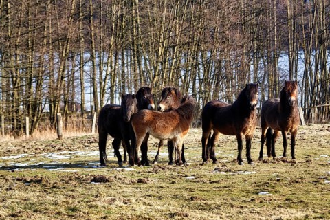 Exmoor ponies, herd on winter pasture, Hutewald forest in the Solling-Vogler nature park Park,
