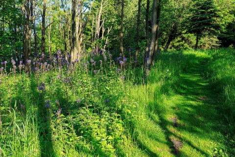 Blue flowers of the Alpine Milk Lettuce (Cicerbita alpina) on the Bärenstein, Erzgebirge, Saxony,