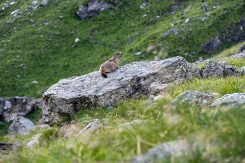 Marmot, Lasörling Group, Hohe Tauern, Austria