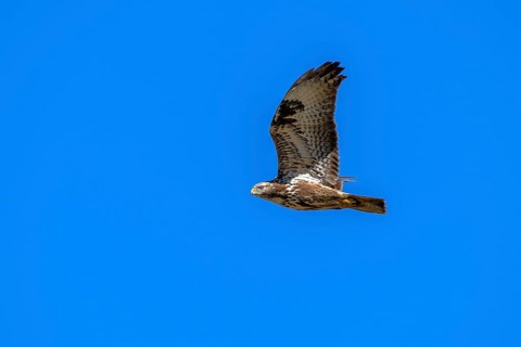 Common buzzard (Buteo buteo), in flight against a blue sky, Münster, Tyrol, Austria
