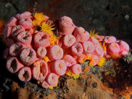 Vibrant pink and yellow corals, yellow cup coral (Tubastraea coccinea), on a sea rock, creating a