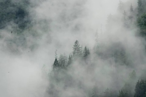 Foggy atmosphere in the foothills of the Alps, forest and fog, Bavaria, Germany