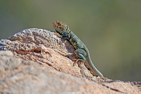 Common collared lizard (Crotaphytus collaris), adult, on rocks, foraging, warming up, sunbathing,