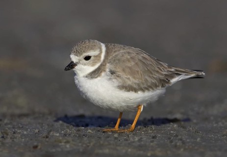 Piping Plover (Charadrius melodus), Florida, USA