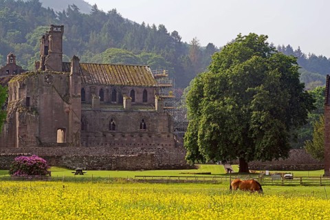 Horses in a flowering meadow in front of Melrose Abbey, ruins of a monastery, Robert the Bruce,