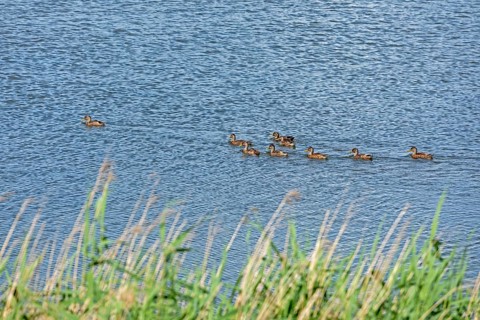 Ducks, Goldhöft, Gelting, Gelting Bay, Schleswig-Holstein, Germany