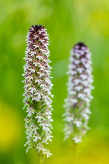 Burnet orchid (Neotinea ustulata), orchid family (Orchidaceae), Ihringen, Kaiserstuhl,