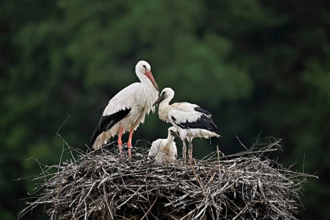 White stork (Ciconia ciconia), adult with two chicks standing on eyrie, Canton Aargau, Switzerland