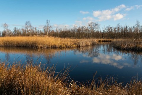 National Park De Alde Feanen, the old fen, Earnewald, Eernewoude, Friesland, Fryslân, Netherlands