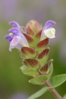 Alpine skullcap (Scutellaria alpina), flowers, Switzerland