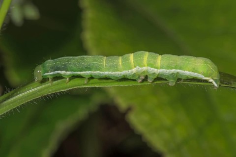 Close-up of a Gothica catkin owl caterpillar (Orthosia gothica) lying on a leaf with the structure