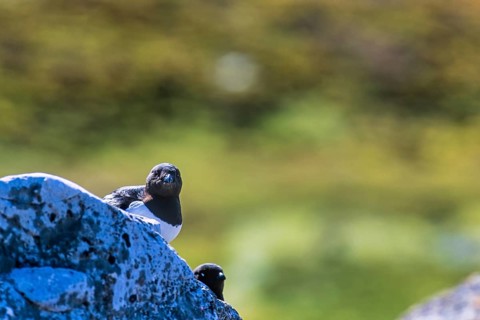 Little auk (Alle alle) sitting and looking on a rock in the arctic Svalbard, Norway