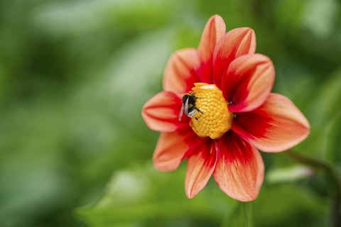 Bumblebee pollinating flowers. Bad Salzschlirf, Hessen, Germany