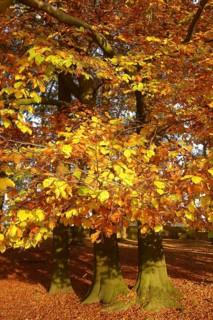 Trees with autumnal colourful discoloured colourful leaves autumn leaves in forest autumn forest