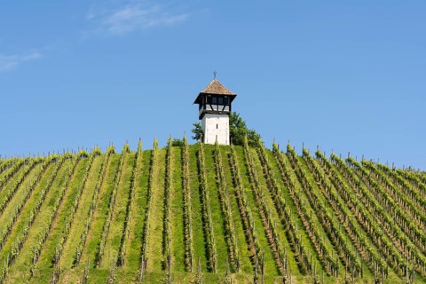 Das sogenannte Rebwächterhäusle, ein Fachwerkgebäude um 1600 errichtet, diente der Beaufsichtigung