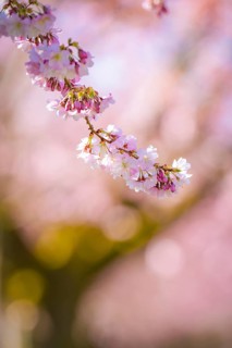 Close-up of cherry blossoms with blurred background in shades of pink and green, cherry blossom