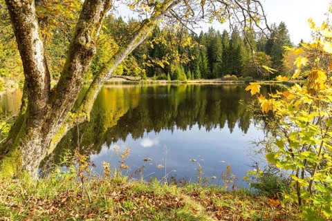 Pond with reflection of the forest in the water, autumn, raft pond near Muldenhammer, Vogtland,
