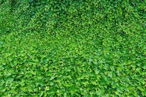 A dense wall of green ivy leaves (Hedera helix) that creates a lush and natural feel, North Island,